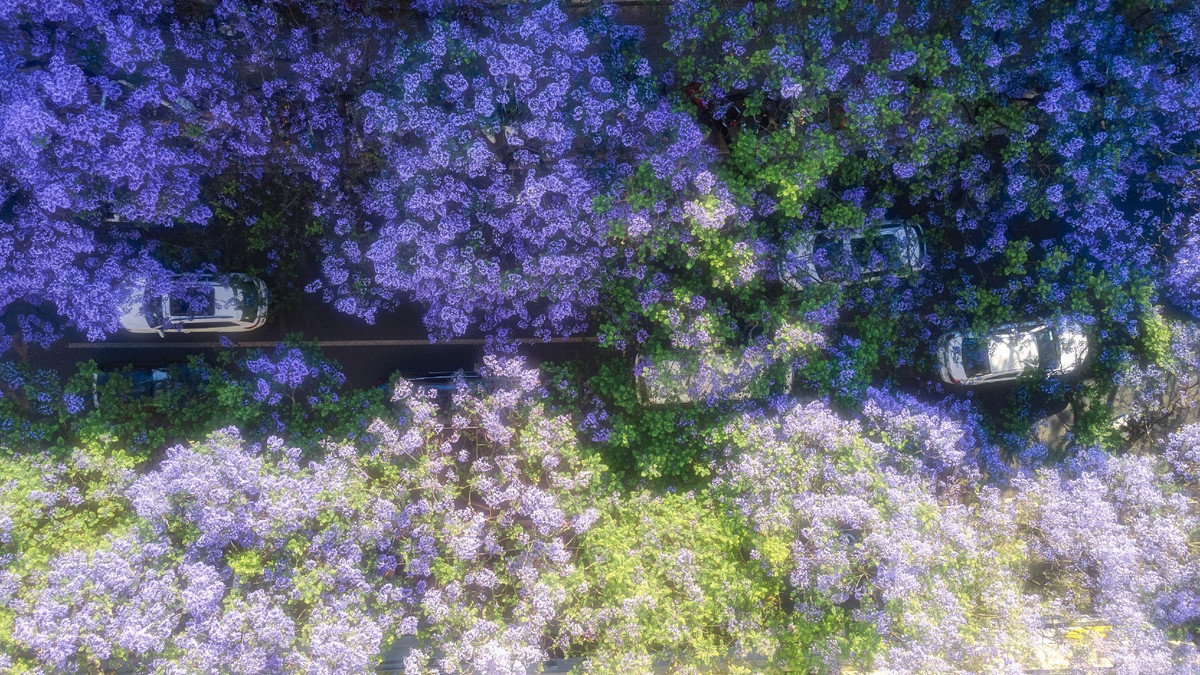 Hoa phượng tím còn có tên gọi là Jacarandas, được trồng nhiều ở các thành phố ở Nam Mỹ, Ấn Độ và Australia. Vài thập kỷ gần đây, loài hoa mang màu sắc độc đáo này xuất hiện ở các quốc gia châu Á như Trung Quốc. Ở Việt Nam, hoa phượng tím cũng có mặt ở Đà Lạt.