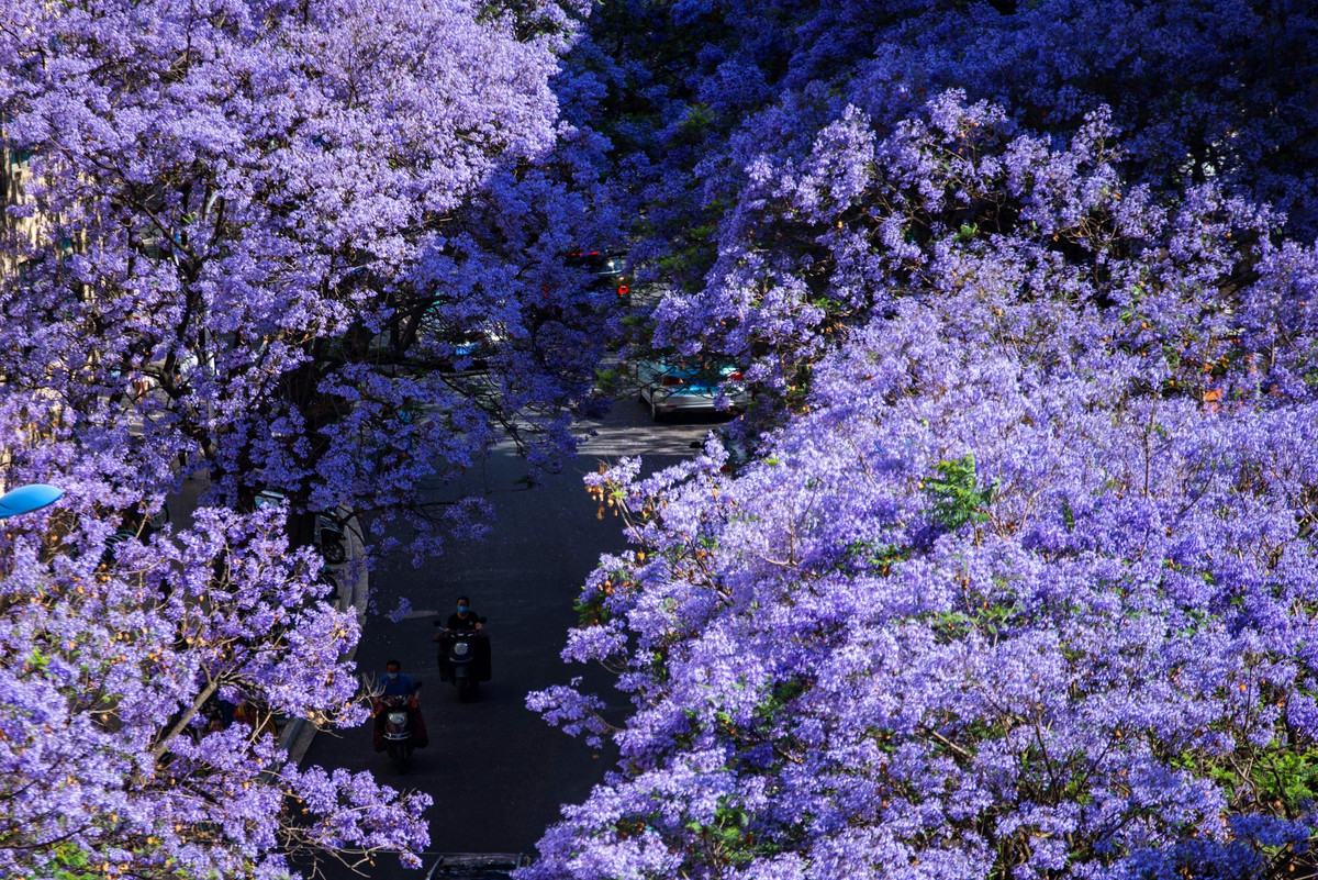 Côn Minh còn được mệnh danh là "thành phố hoa" hay "thành phố mùa xuân" bởi những mùa hoa nối tiếp nhau, đem lại màu sắc rực rỡ cho thành phố phía nam Trung Quốc.