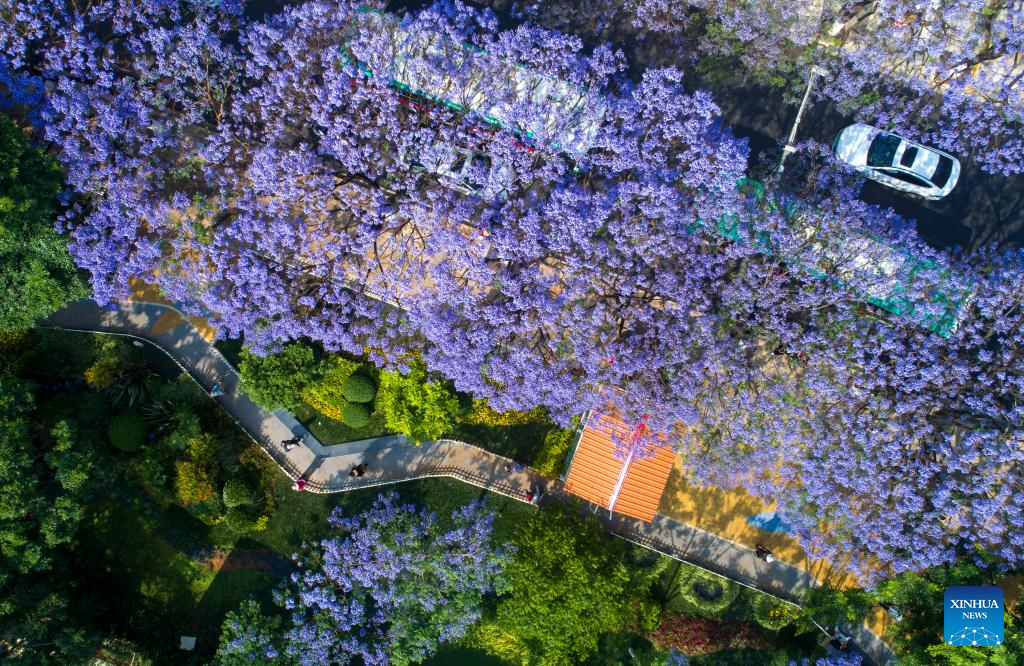 Những ngày đầu tháng 5, các con phố trên khắp thành phố Côn Minh chìm trong sắc màu mộng mơ của hoa phượng tím nở rộ. (Ảnh: Xinhua, Chinadaily)
