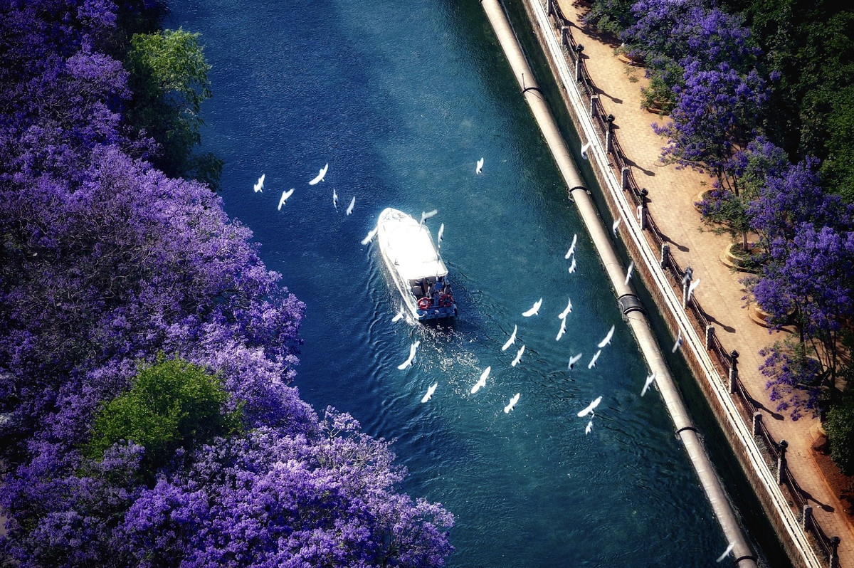 Mùa hoa phượng tím ở Côn Minh bắt đầu nở từ cuối tháng 4 và kéo dài trong những tuần đầu tiên của tháng 5 hàng năm.