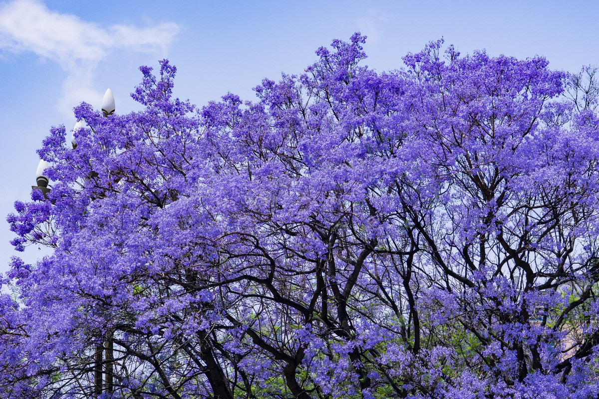 Hoa phượng tím ở Côn Minh được trồng lần đầu tiên vào năm 1984 ở vườn bách thảo thành phố, lấy hạt giống từ Algeria. Sau hơn 30 năm, sắc hoa tím đã trở thành biểu tượng của thành phố.