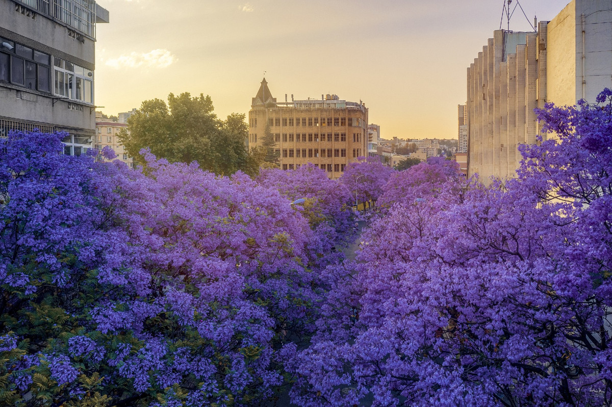 Hoa phượng tím được trồng nhiều ở Côn Minh, mỗi mùa hoa lại gây sốt trên mạng xã hội nước này.