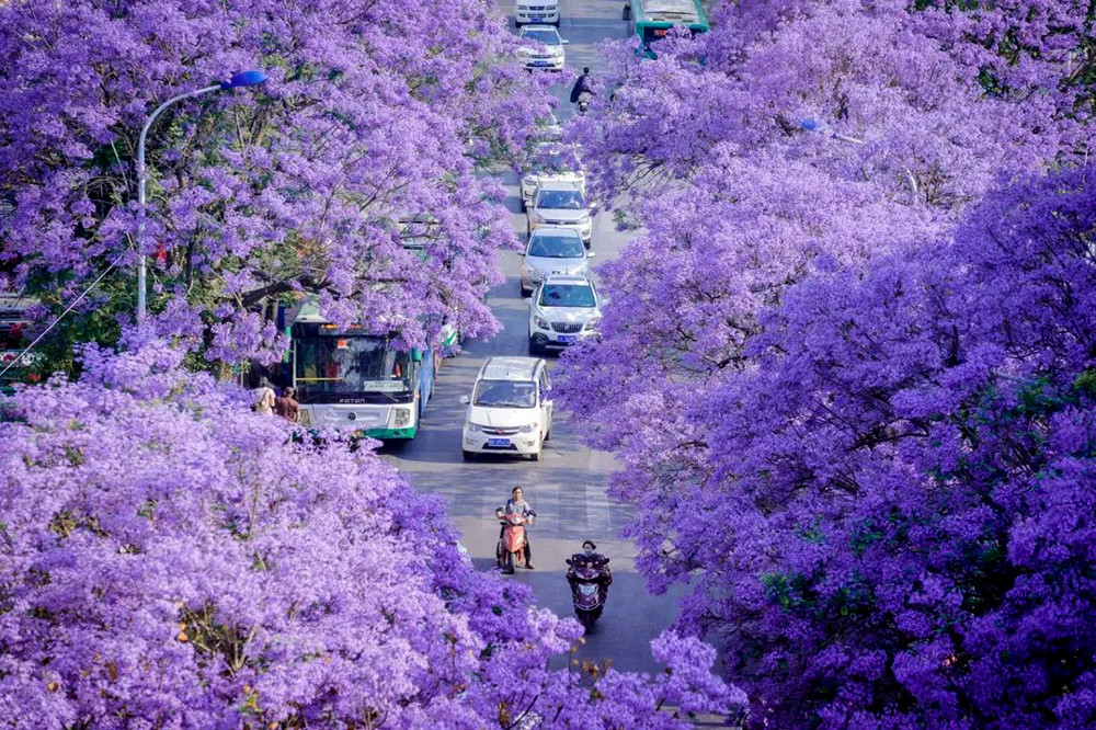 Du khách đến đây sẽ thích thú bởi những con đường có hàng phượng tím dài hàng kilomet ở hai bên.