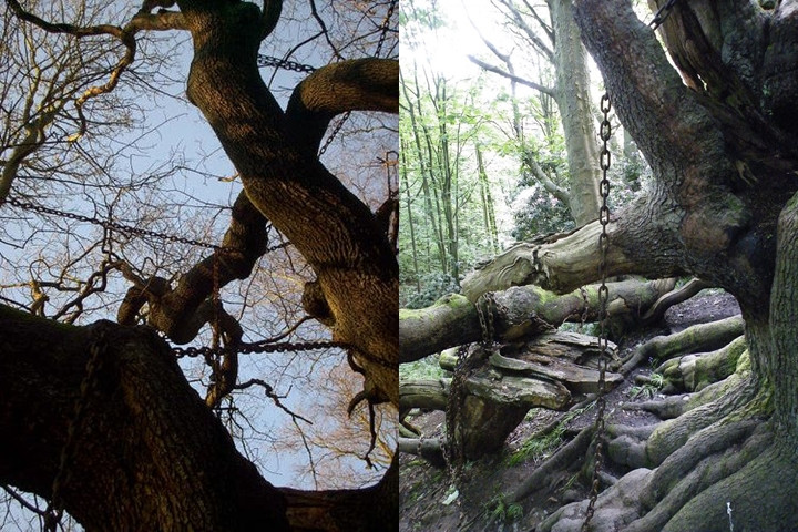 Bí ẩn cây cổ thụ mang “lời nguyền chết người” bị xiềng xích - Hình 3 Bi an cay co thu mang “loi nguyen chet nguoi” bi xieng xich-Hinh-3
