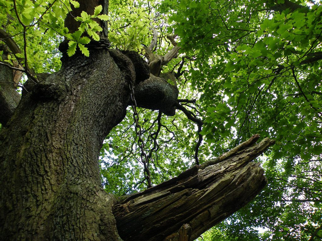 Bí ẩn cây cổ thụ mang “lời nguyền chết người” bị xiềng xích - Hình 2 Bi an cay co thu mang “loi nguyen chet nguoi” bi xieng xich-Hinh-2
