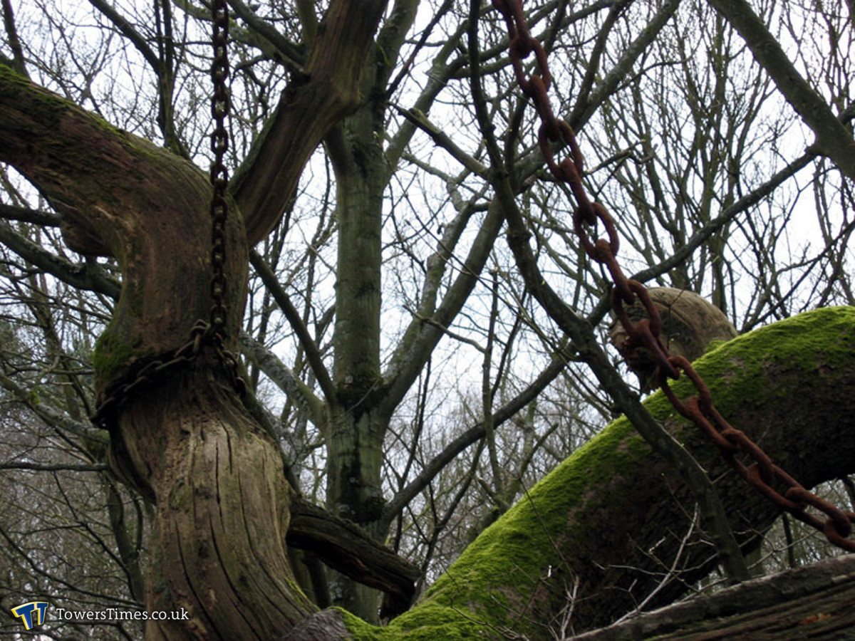 Bí ẩn cây cổ thụ mang “lời nguyền chết người” bị xiềng xích - Hình 10 Bi an cay co thu mang “loi nguyen chet nguoi” bi xieng xich-Hinh-10