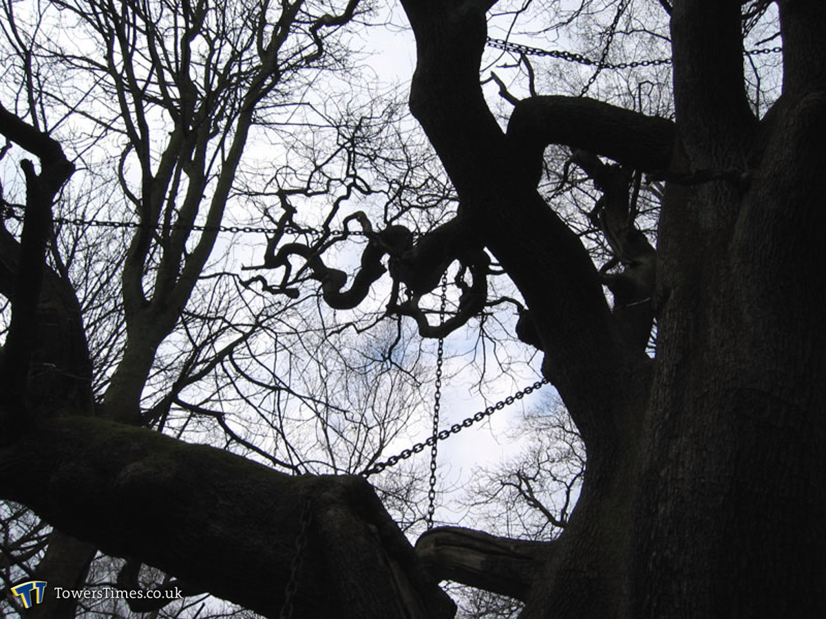 Bí ẩn cây cổ thụ mang “lời nguyền chết người” bị xiềng xích - Hình 9 Bi an cay co thu mang “loi nguyen chet nguoi” bi xieng xich-Hinh-9