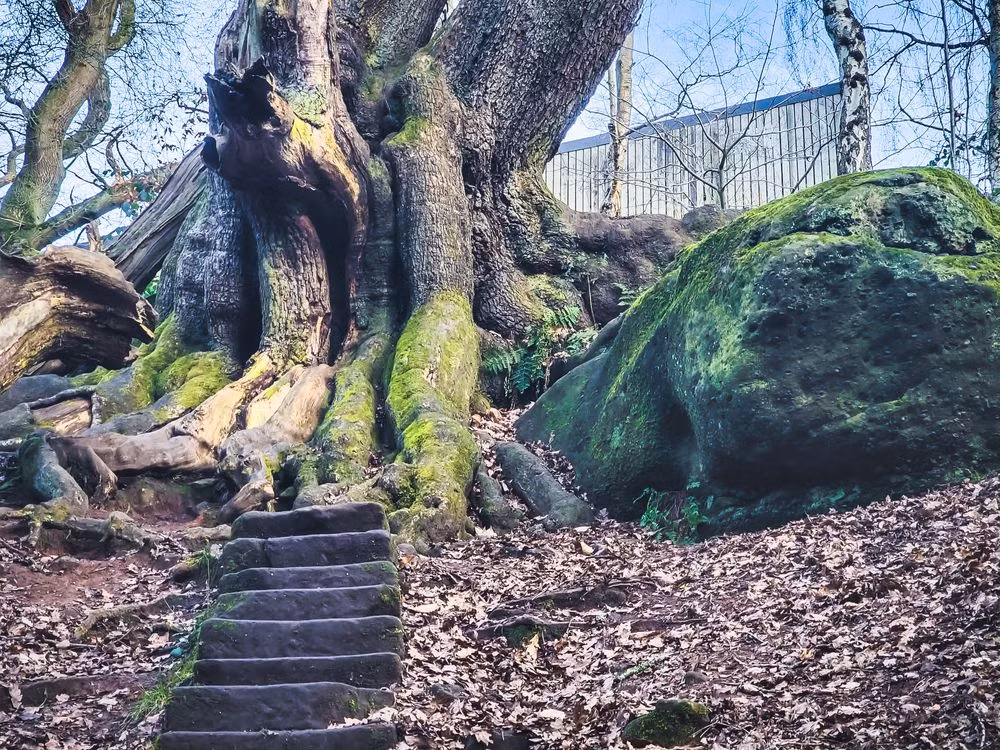 Bi an cay co thu mang “loi nguyen chet nguoi” bi xieng xich-Hinh-6