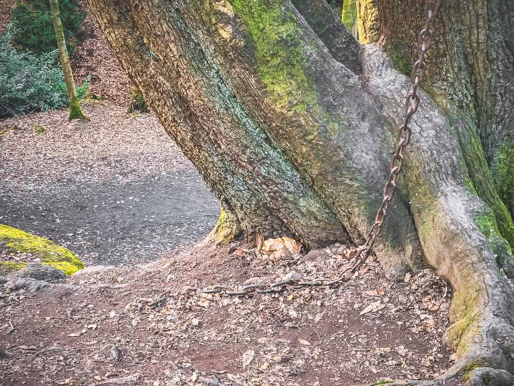 Bi an cay co thu mang “loi nguyen chet nguoi” bi xieng xich-Hinh-4