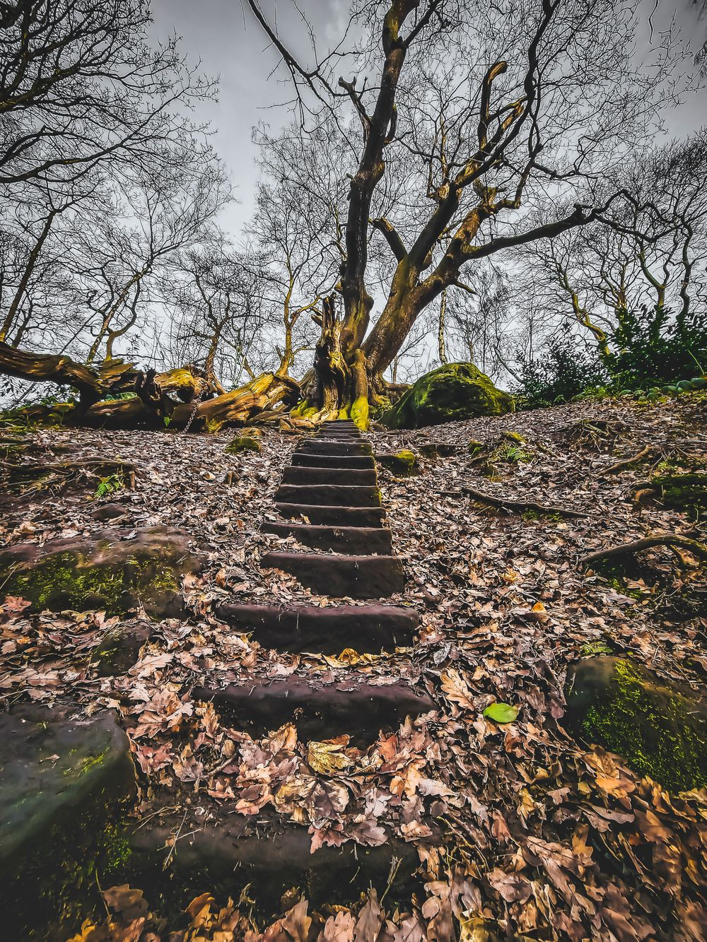 Bí ẩn cây cổ thụ mang “lời nguyền chết người” bị xiềng xích - Hình 7 Bi an cay co thu mang “loi nguyen chet nguoi” bi xieng xich-Hinh-7