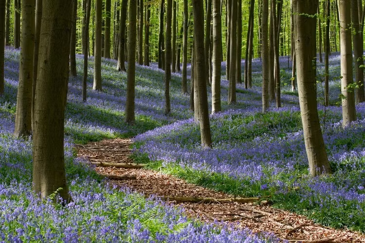 Khu rừng Hallerbos ở Flemish Brabant (Bỉ). Mỗi khi mùa xuân đến, Hallerbos giống như bừng tỉnh sau giấc ngủ đông, hàng triệu đóa chuông xanh cùng khoe sắc tạo nên một thảm xanh trải khắp khu rừng. Ảnh: Monumentaltrees.