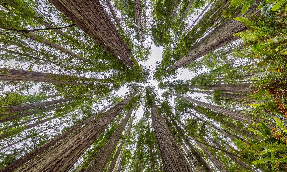 Vườn quốc gia Redwood, California, Mỹ: Vườn quốc gia Redwood, California, là nơi bảo tồn 45% số cá thể còn lại trên Trái Đất của loài cây gỗ đỏ California - một trong những loài cây cao nhất thế giới. Với chiều cao chạm tới mức 116 mét, loài cây này có thể giúp du khách cảm nhận được sự hùng vĩ, rộng lớn của thiên nhiên. Ảnh: Shutterstock.