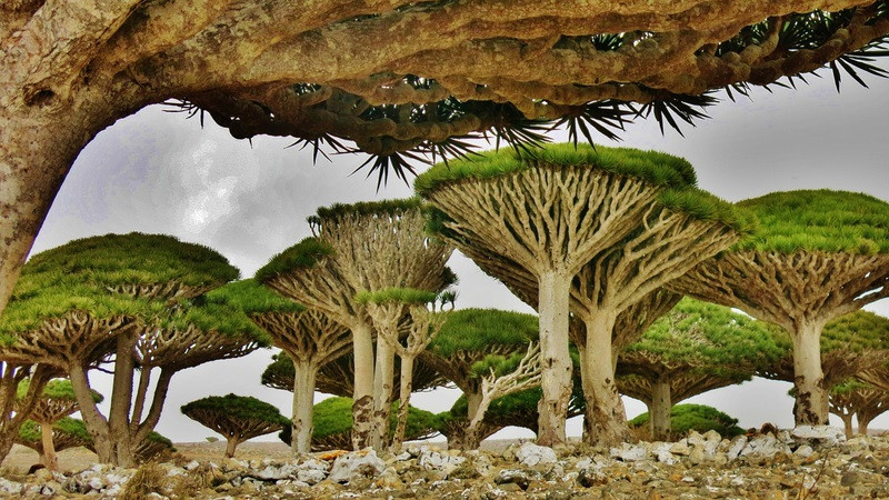 Khu rừng đẹp nhất thế giới ở đảo Socotra, Yemen, nổi tiếng với những cây máu rồng (cây long huyết). Tán cây tuyệt đẹp và nhựa cây có màu đỏ thẫm giống như màu máu. Ảnh: IT.