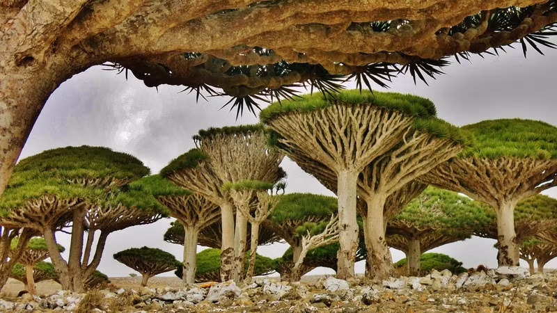 Khu rừng đẹp nhất thế giới ở đảo Socotra, Yemen, nổi tiếng với những cây máu rồng (cây long huyết). Tán cây tuyệt đẹp và nhựa cây có màu đỏ thẫm giống như màu máu. Ảnh: IT.