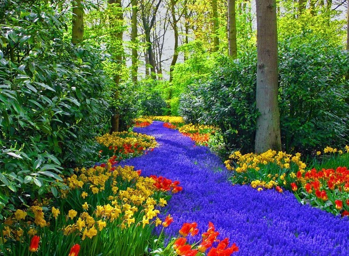 Vườn Keukenhof ở Hà Lan, được biết đến như một trong những khu vườn đẹp nhất thế giới, với hơn 7 triệu cây hoa cùng nhau khoe sắc. Ảnh: Nyobain.