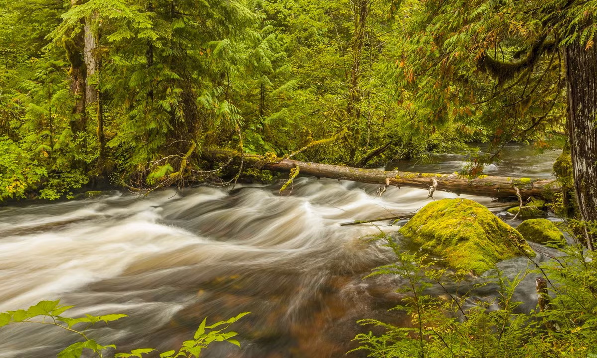 Rừng nhiệt đới Great Bear, Canada: Là khu rừng mưa ôn đới ven biển rộng lớn cuối cùng trên Trái Đất, Great Bear tại Canada là nơi trú ngụ của những cây tuyết tùng cổ thụ, thác nước hùng vĩ và đặc biệt là loài gấu Kermode màu kem quý hiếm – “linh vật” của người dân địa phương. Ảnh: Shutterstock.