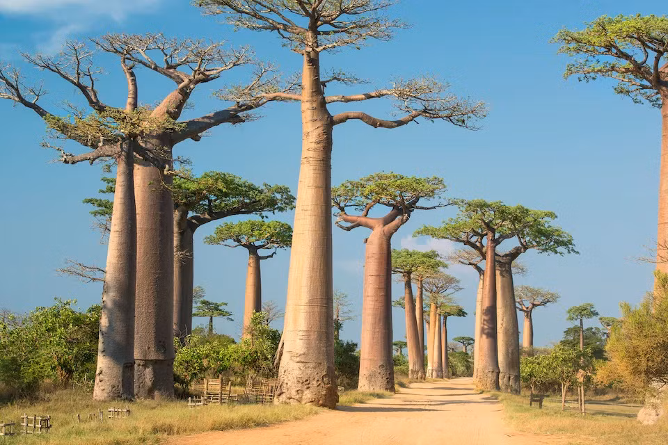 Can canh con duong noi tieng voi hang cay bao bap khong lo