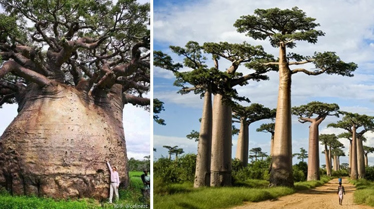 Cây bao báp rất to và rộng nên không gian bên trong thân cây đủ để cả một gia đình sinh sống. Lá cây được người Nigeria gọi là kuka, được dùng nấu súp. Ảnh: IT.