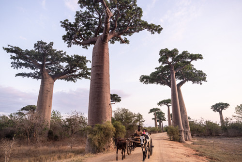 Cây bao báp mọc lên từ hạt. Những hạt cây rơi xuống đất, tự tìm cách sống cho riêng mình. Khi mưa đến, hạt bao báp nẩy mầm, vươn lên thành những cây con. Ảnh: Roadtripafrica.