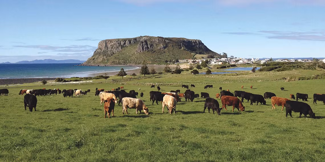 Tasmania có hệ động vật phong phú và đa dạng. Đây là nơi duy nhất bạn có thể thấy thú mỏ vịt, một loài động vật có vú đẻ trứng có thân hình giống như khúc gỗ.