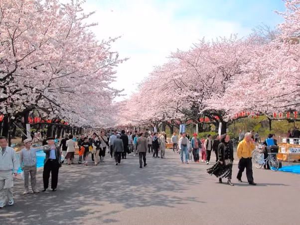 Công viên Ueno: Đây là địa điểm tổ chức tiệc hanami được đông đảo người dân Tokyo yêu thích trong hàng chục năm qua. Ảnh: Quora.