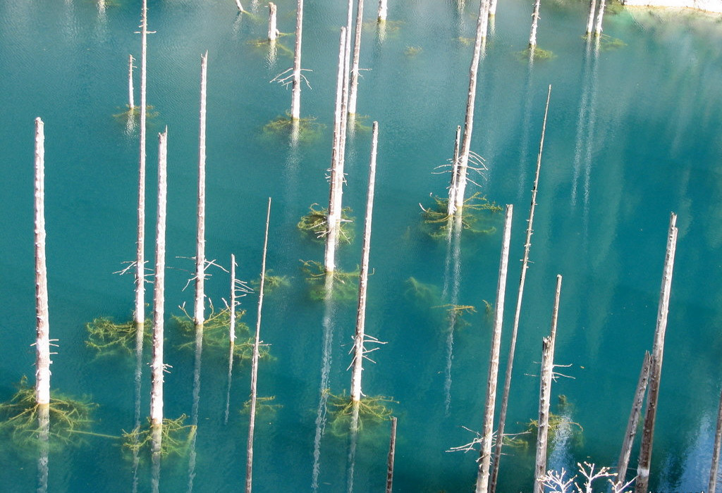 Đó là tàn tích những cây bị ngập khi hồ hình thành. Trong khi đó ngay bên dưới, thế giới thủy sinh tươi tốt ẩn giữa làn nước trong xanh tạo nên cảnh quan không nơi nào có được.
