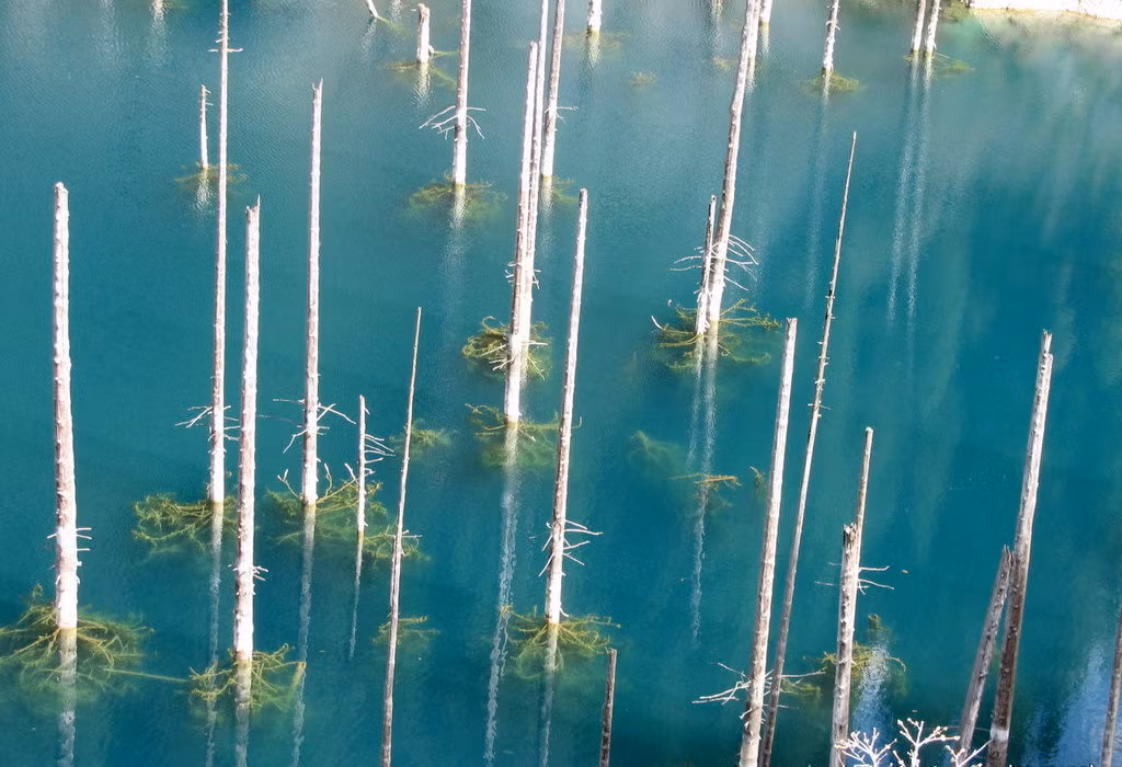 Đó là tàn tích những cây bị ngập khi hồ hình thành. Trong khi đó ngay bên dưới, thế giới thủy sinh tươi tốt ẩn giữa làn nước trong xanh tạo nên cảnh quan không nơi nào có được.
