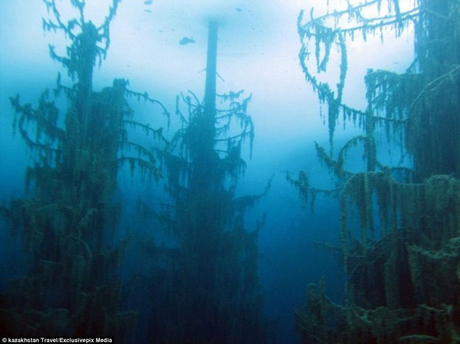 Hiện nay, quanh hồ Kaindy vẫn còn số lượng lớn những cây vân sam chết và bị tẩy trắng khi nhô lên mặt nước.