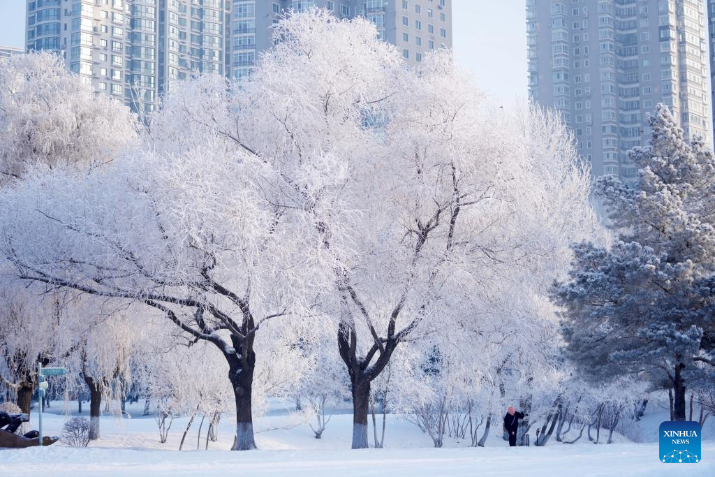 Vào mùa đông, các con đường, ngõ phố, công viên... ở Cáp Nhĩ Tân đều được phủ một lớp băng tuyết trắng xóa.