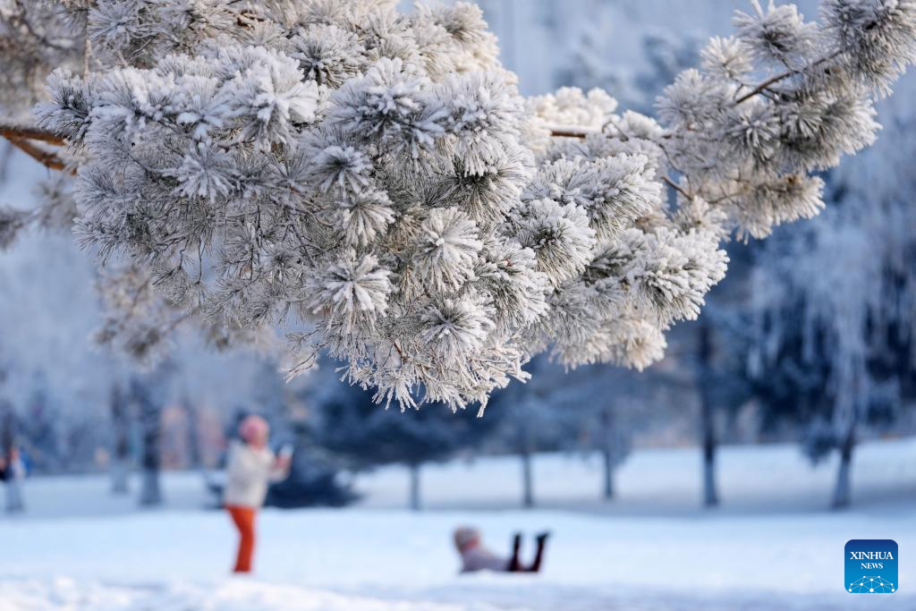 Cành cây phủ trắng sương muối.