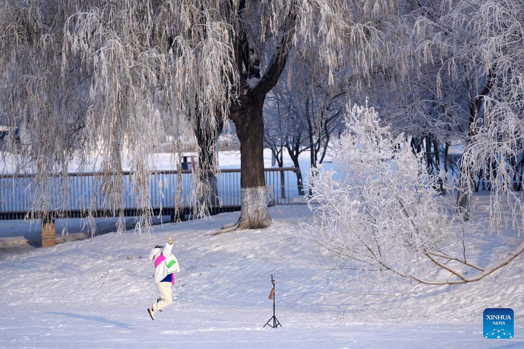 Một người dân chụp ảnh tự sướng dưới tán cây phủ sương tại Công viên Tương Giang.