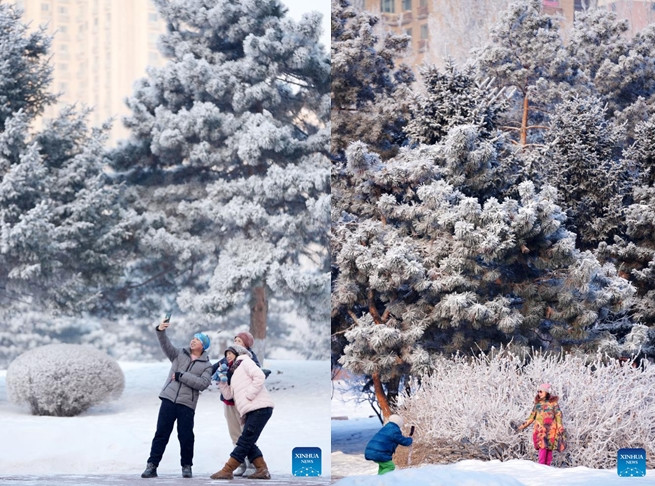 Bức ảnh cho thấy những cây cối phủ đầy sương muối tại Công viên Tương Giang ở Cáp Nhĩ Tân.