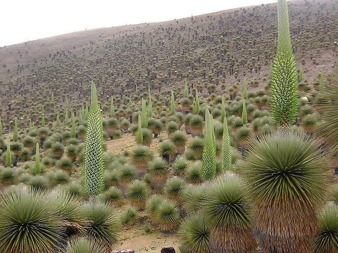 Cây Puya Raimondi còn được gọi với cái tên “Nữ hoàng của dãy Andes”. Nó thuộc họ dứa và được xem là loài cây nắm giữ kỷ lục nở hoa muộn nhất thế giới, phải mất tới 80 đến 150 năm cây mới ra hoa một lần.
