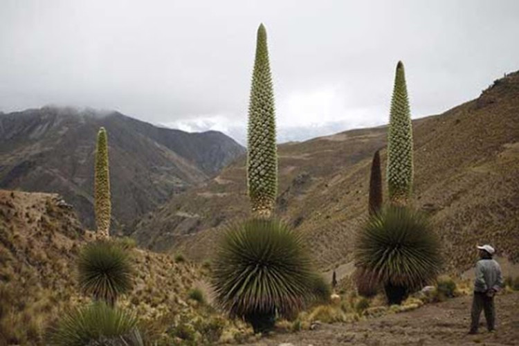 Do điều kiện sinh sống nên cây Puya Raimondi cần thời gian rất lâu để hấp thụ dinh dưỡng, phát triển, trưởng thành và nở hoa kết trái.