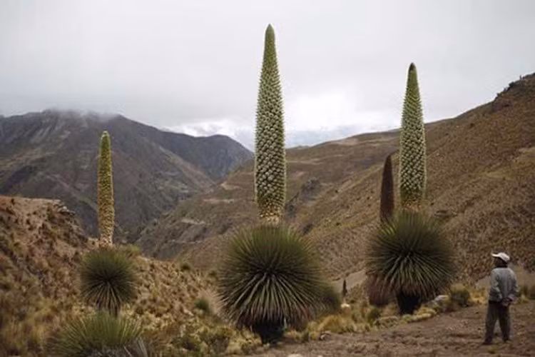 Do điều kiện sinh sống nên cây Puya Raimondi cần thời gian rất lâu để hấp thụ dinh dưỡng, phát triển, trưởng thành và nở hoa kết trái.