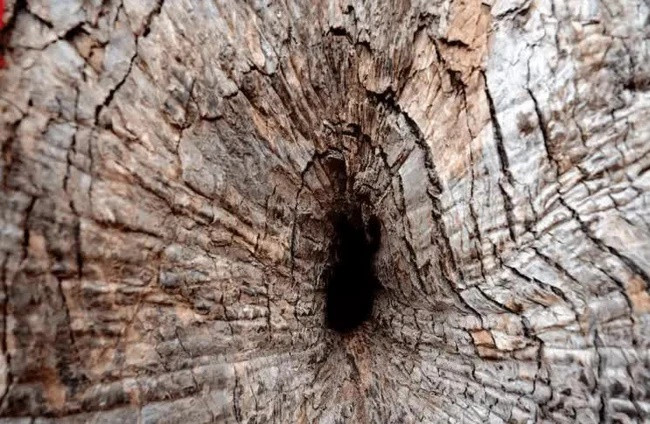 Bức tượng Phật được tạo hình ngay trong vết nứt trên thân cây long não bởi các đệ tử của Chu Hi (một nhà thư pháp, nhà sử học, nhà triết học, nhà chính trị và nhà văn Trung Quốc thời nhà Tống) để tưởng nhớ ông.