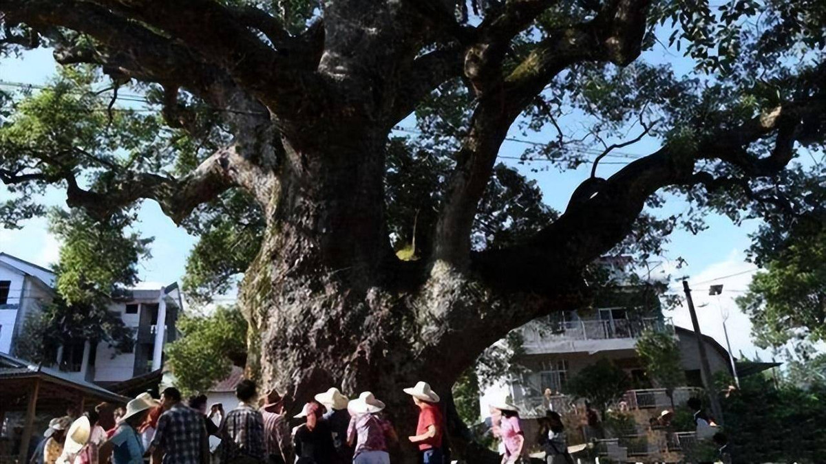 Điều đặc biệt và bí ẩn nhất về cây long não cổ thụ này chính là trên thân có một cái hốc, bên trong có tượng Phật cao 60cm. Những ai "yếu bóng yếu vía" vô tình nhìn vào hốc cây, sau đó phát hiện bên trong có mặt tượng Phật chắc chắn sẽ bị giật mình hoảng hốt.