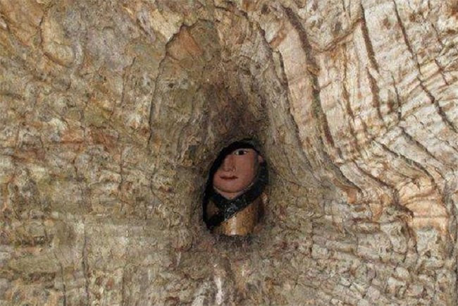 Ngay lối vào thôn Khảo Đình có một cây long não vô cùng hùng vĩ, cành lá vươn rộng tỏa bóng mát xanh mướt. Được biết, cây long não cổ thụ này cao 36 mét, đường kính thân 10,5 mét, tán rộng 900 mét vuông, có tuổi đời hơn 1.000 năm.