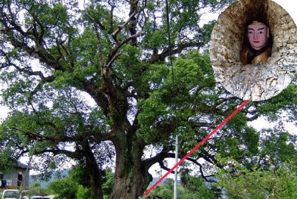 Tan muc cay co thu nghin nam tuoi “om” tuong Phat o Trung Quoc