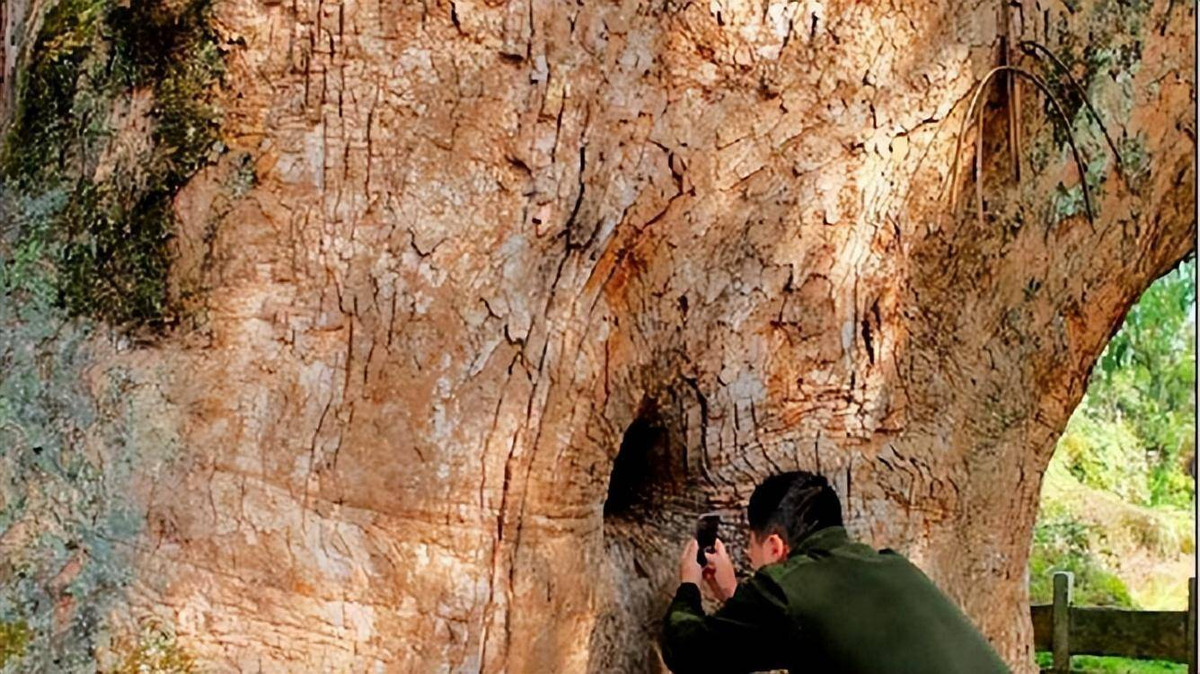 Tuy nhiên, cây long não ôm tượng Phật đã thu hút rất nhiều Phật tử khắp mọi miền Trung Quốc đến bái lễ.
