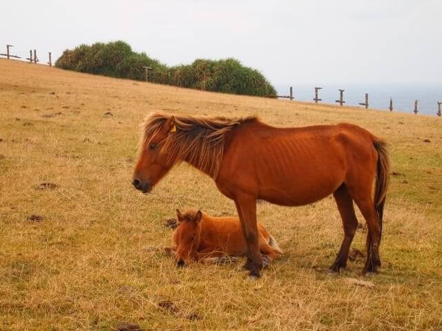 Đảo ngựa Yonaguni: Nằm ở cực Tây của Nhật Bản, đảo Yonaguni thuộc tỉnh Okinawa nổi tiếng với các danh lam thắng cảnh và đàn ngựa Yonaguni. Đây là giống ngựa bản địa và là một trong 8 loại ngựa có nguồn gốc Nhật Bản.