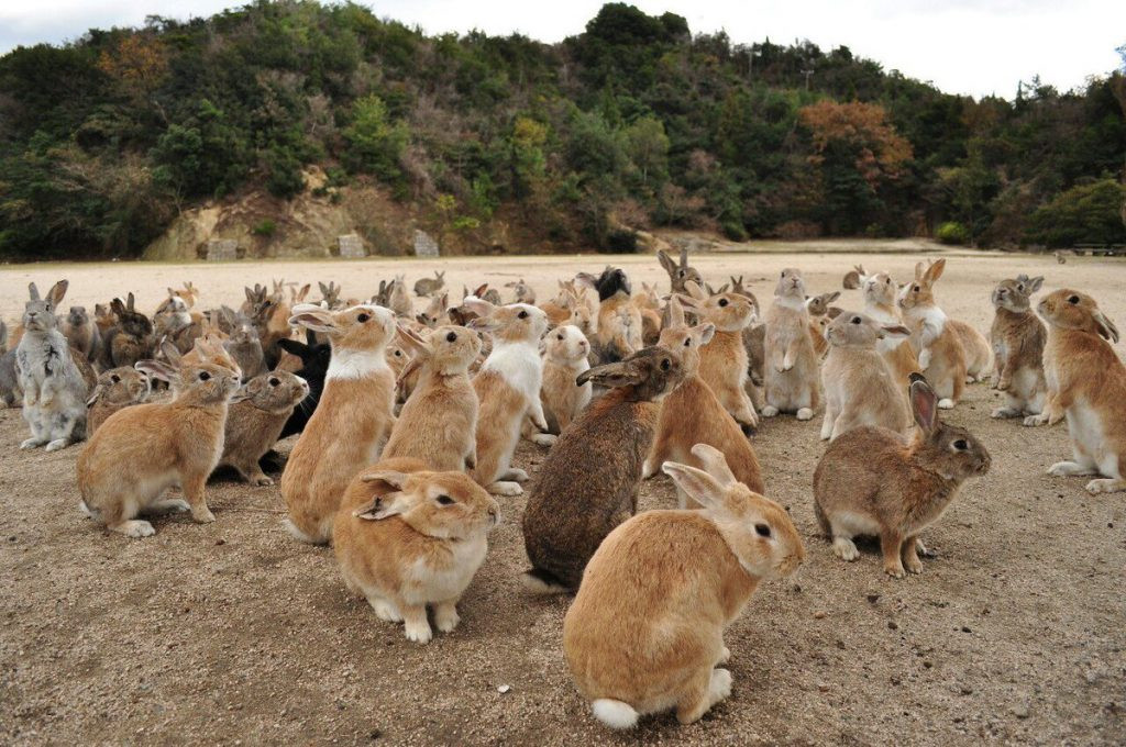 Để bảo vệ đàn thỏ, đảo Okunoshima cấm tuyệt đối mèo và chó, do vậy lũ thỏ có thể bình yên gặm cỏ ở bất cứ nơi nào chúng muốn và không hề sợ hãi khi tiếp xúc với du khách.