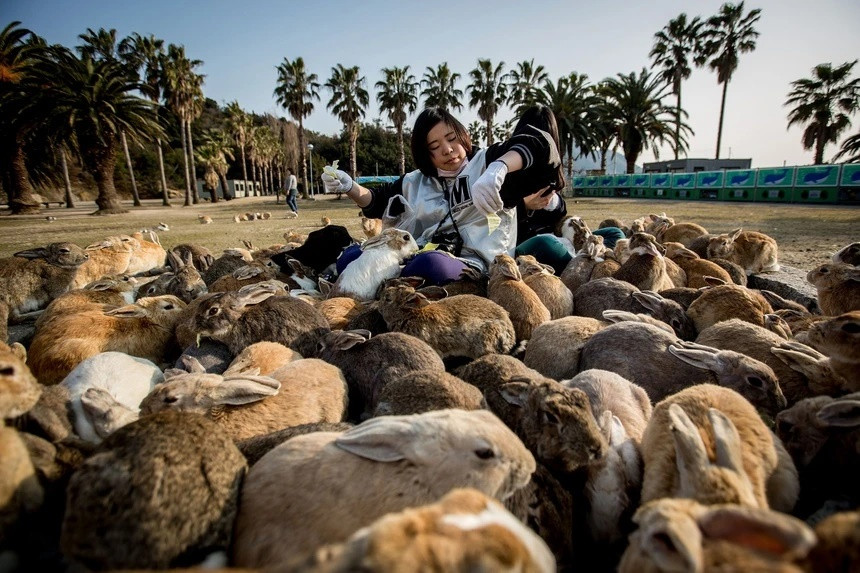 Ngày nay, Okunoshima nổi tiếng là điểm đến quyến rũ với những bãi biển đầy cát, nhiều con đường đạp xe và bầy thỏ thân thiện.