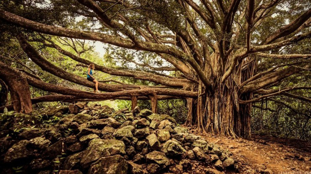 Pipiwai, Hawaii, Mỹ: Đây là một trong những con đường leo núi có nhiều phong cảnh kỳ vĩ nhất tại Hawaii với thác Mkahiku, rừng tre và thung lũng trong lòng núi.