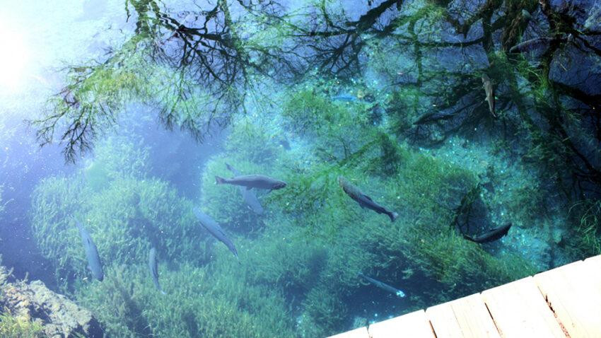 Hồ nước trong làng được hình thành do macma phun trào, chưa kể người dân ở đây luôn có ý thức sinh hoạt khiến hệ sinh thái dưới hồ cực kỳ đa dạng. Ảnh: Lake-yamanakako.