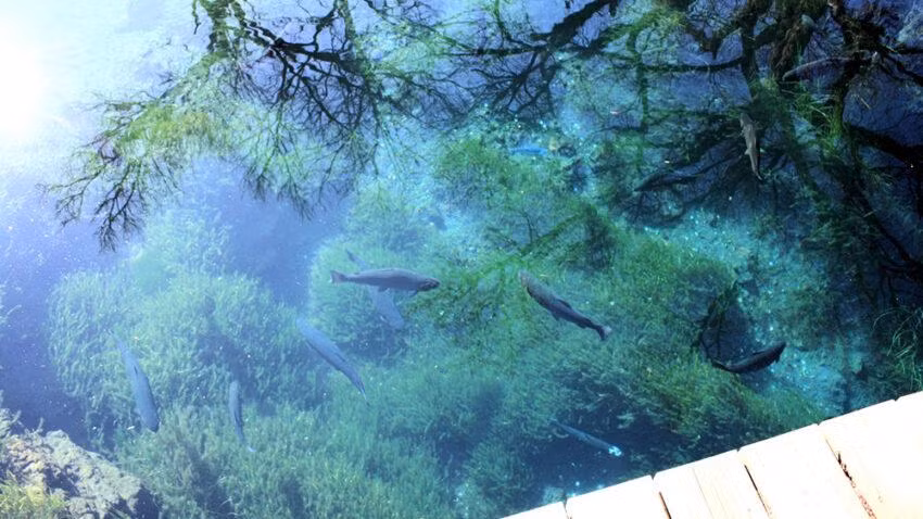 Hồ nước trong làng được hình thành do macma phun trào, chưa kể người dân ở đây luôn có ý thức sinh hoạt khiến hệ sinh thái dưới hồ cực kỳ đa dạng. Ảnh: Lake-yamanakako.