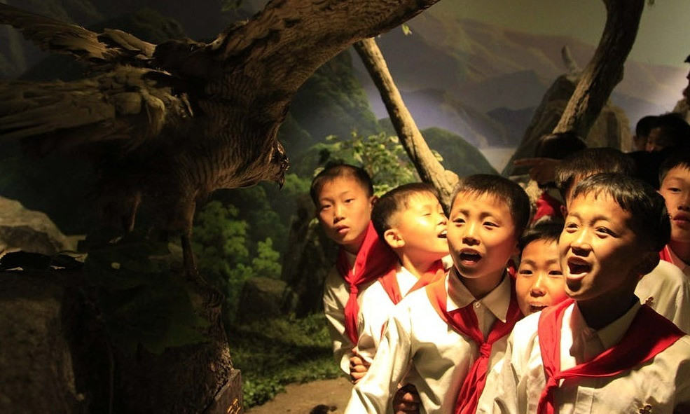 Trại hè Songdowon cũng có phòng trưng bày các mẫu vật động vật được nhồi bông, nổi bật có thể kể đến tiêu bản diều hâu phương bắc - quốc điểu Triều Tiên.