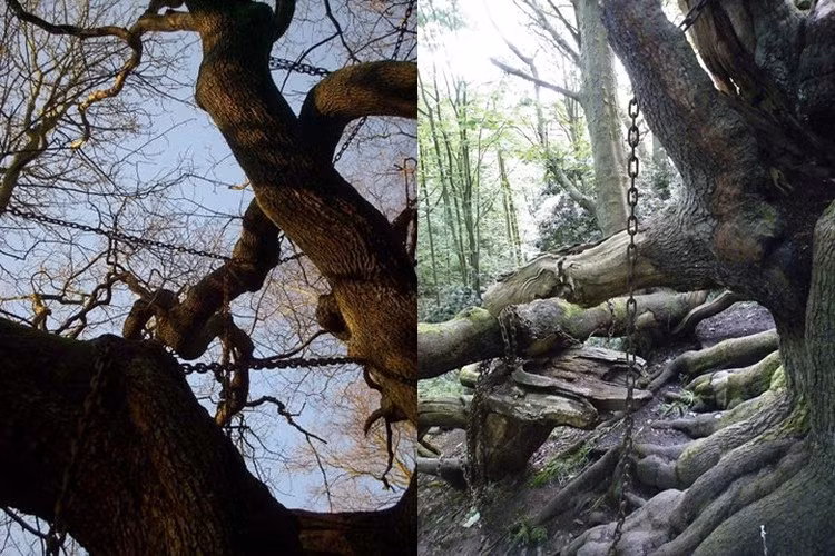 Bà lão rất tức giận, đã để lại lời nguyền rằng, mỗi khi một cành lá ở cây sồi già rơi xuống đất, một thành viên trong gia đình Bá tước này sẽ qua đời. Ảnh: Flickr.