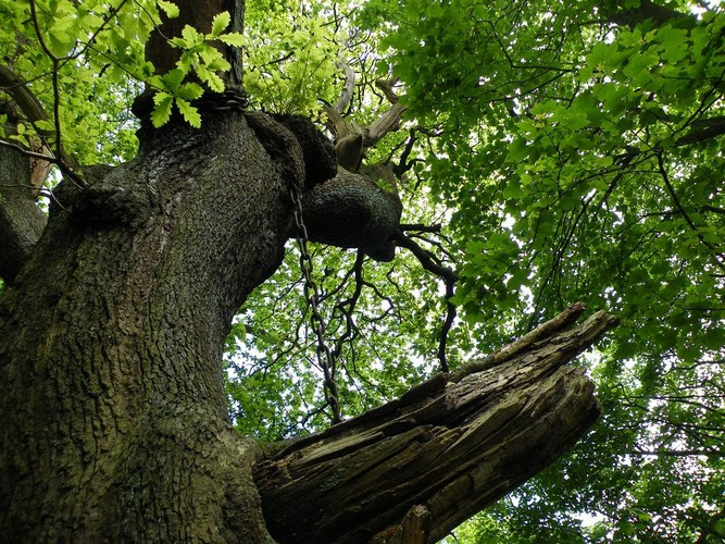 Chuyện kể rằng, một ngày nọ vào năm 1830, khi Bá tước Shrewsbury trên đường trở về nhà ở dinh thự Alton Towers bỗng bắt gặp một bà lão ăn xin. Người này đứng chắn xe giữa đường để hỏi xin vài đồng xu. Thế nhưng, vị Bá tước không cho tiền, mà còn tàn nhẫn đuổi bà lão, giục lái xe đi tiếp. Ảnh: Flickr.