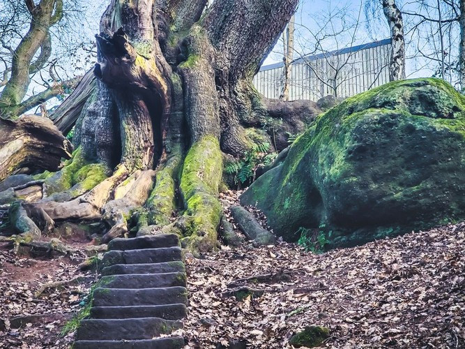 Ngay trong đêm đó, khi cơn bão nổi lên, một trong những nhánh cây sồi bị rụng xuống. Đó cũng là lúc một người trong gia đình vị Bá tước nói trên tử nạn bí ẩn. Điều này khiến ông rất lo sợ. Ảnh: Raven Photography.